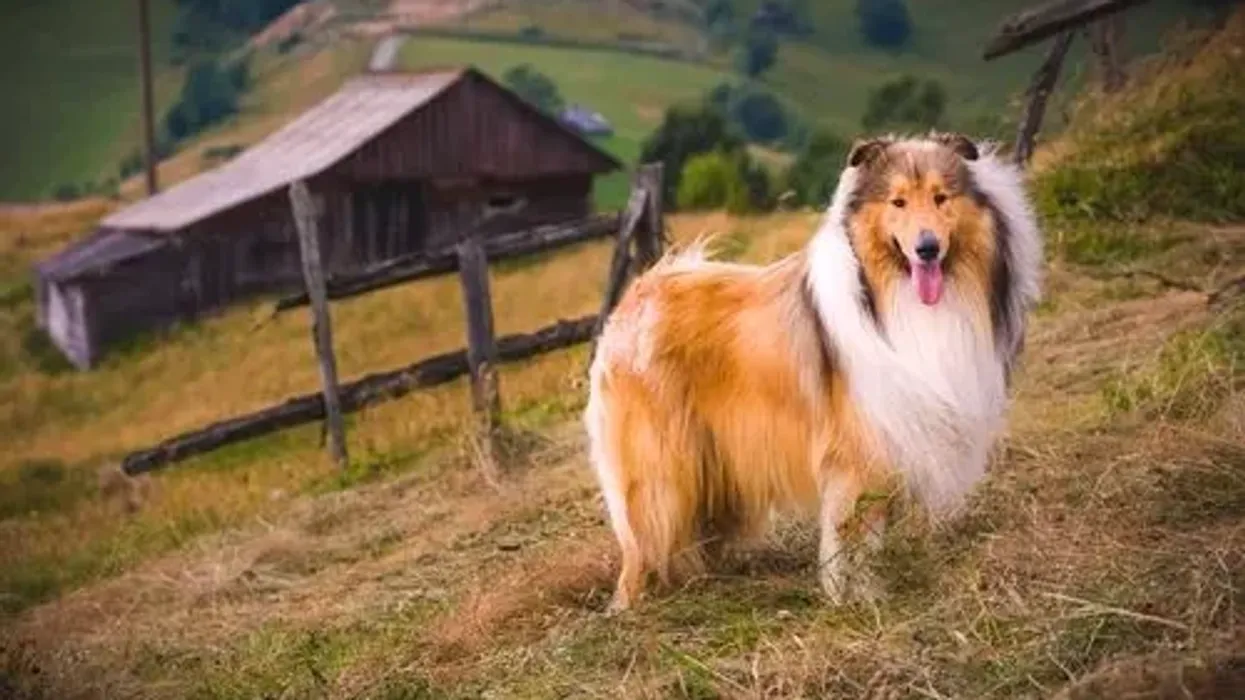Collie facts like they are agile, playful are interesting.