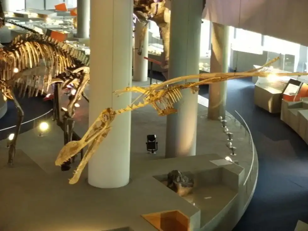 Coloborhynchus facts are interesting.