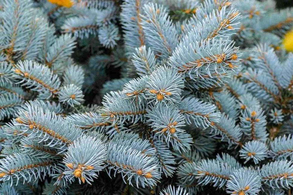 Colorado blue spruce tree is drought tolerant