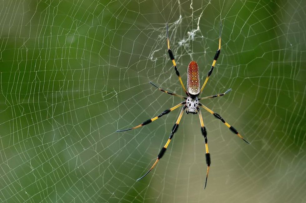 Colorful banana spider in the web.