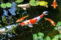 Colorful koi fish floating in an artificial pond