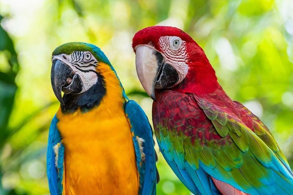 Colorful parrots sitting together