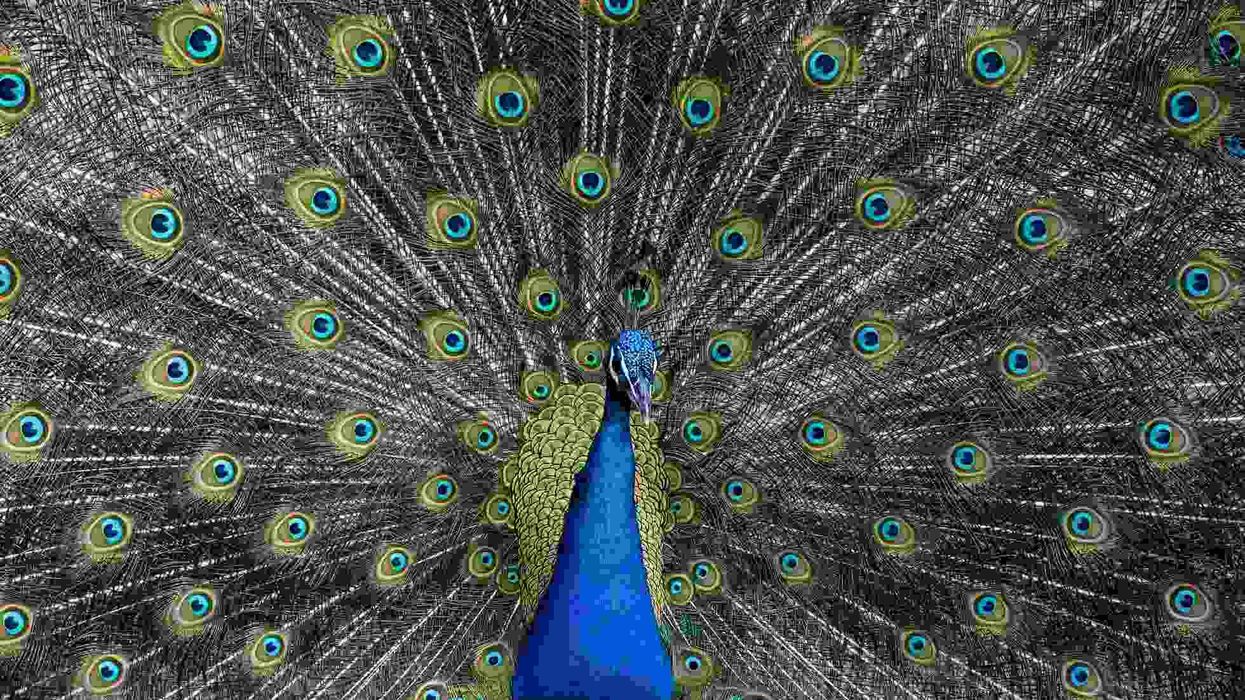 colorful Peacock Facts For bird lovers