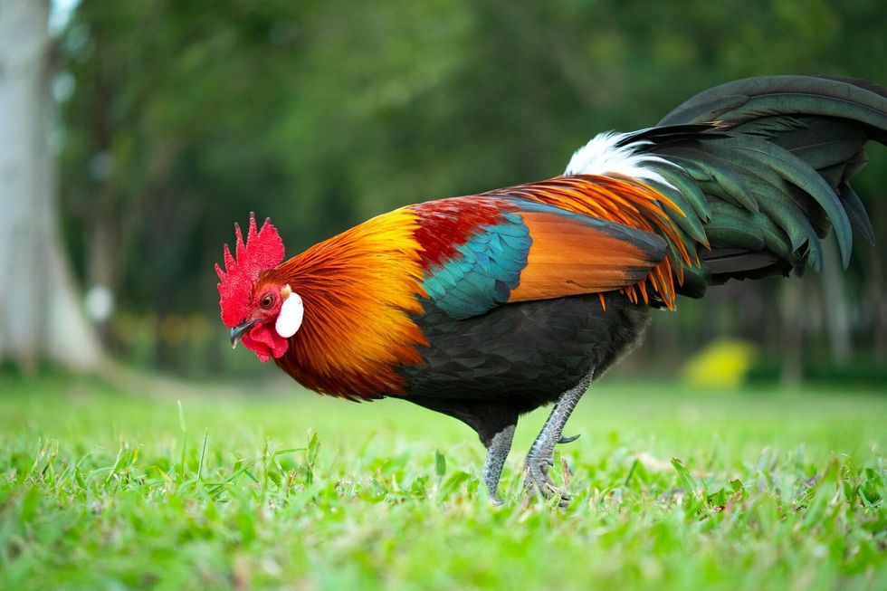 Colorful rooster trying to find food in grass.