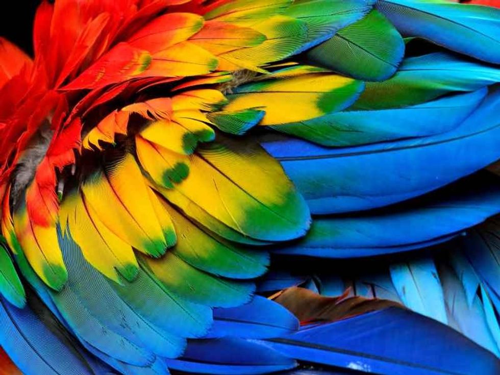 Colorful Scarlet Macaw bird's feathers