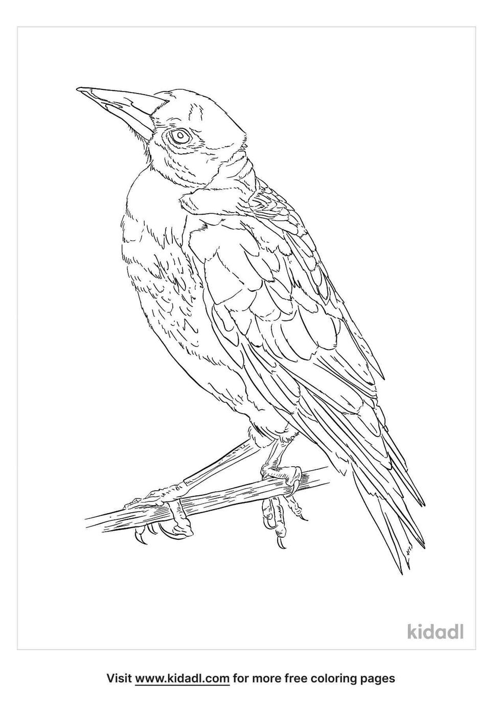 coloring page that contain australian magpie