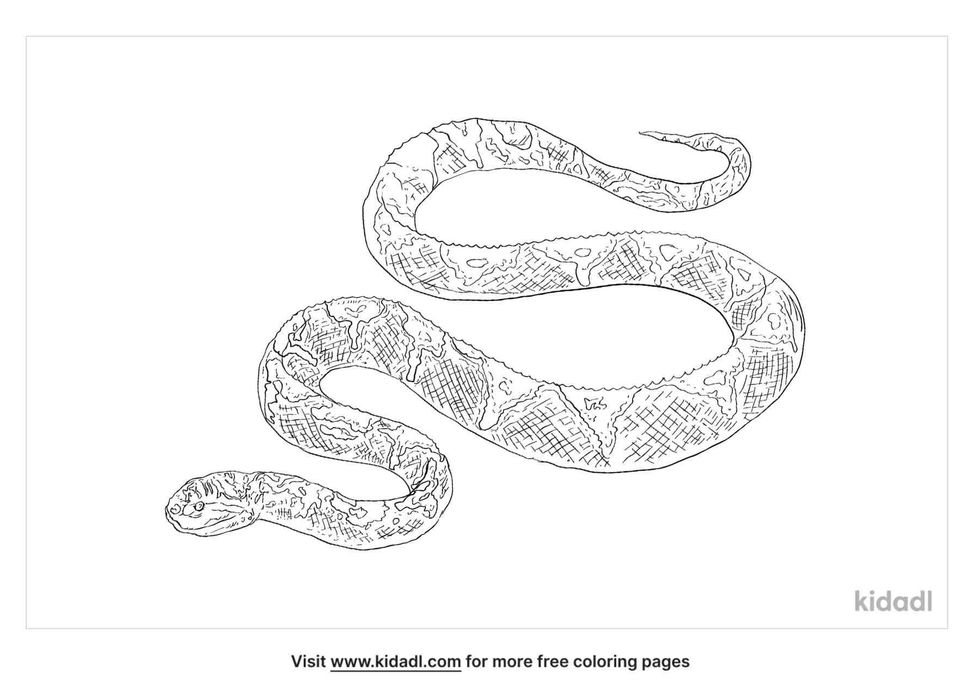 coloring page that contain bothrops jararaca