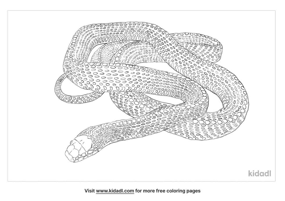 Cape File Snake | Kidadl