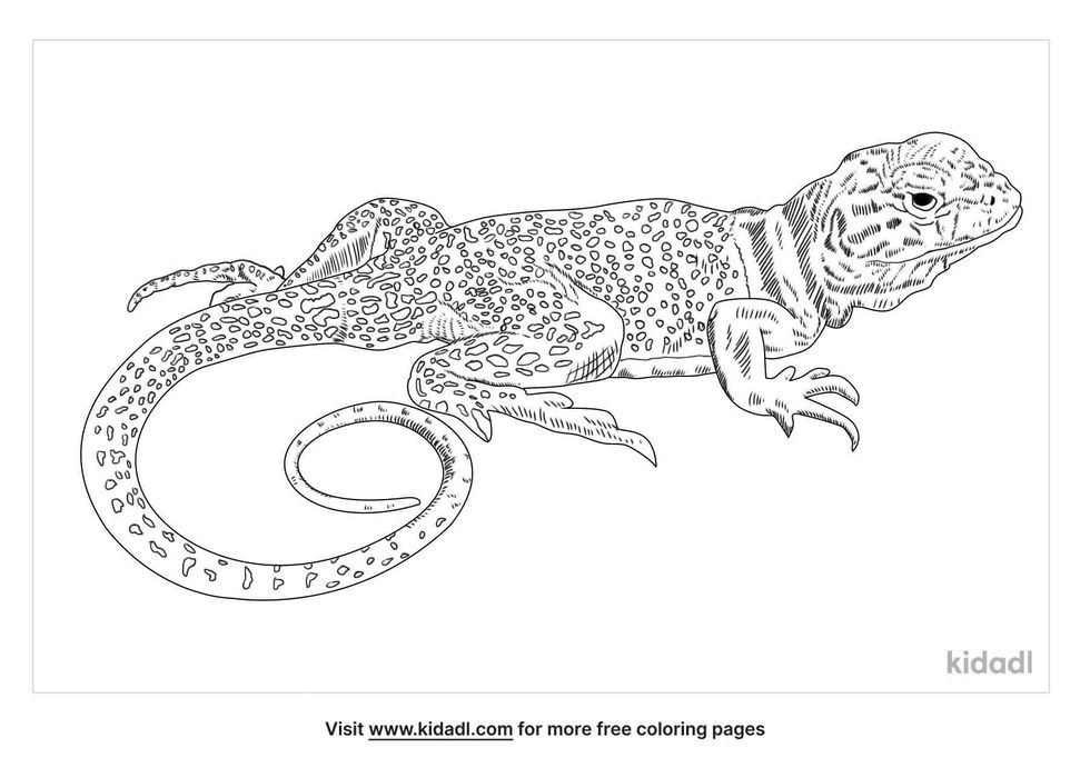 coloring page that contain collared lizard