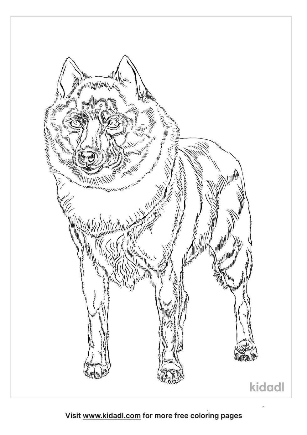 coloring page that have beautiful schipperke