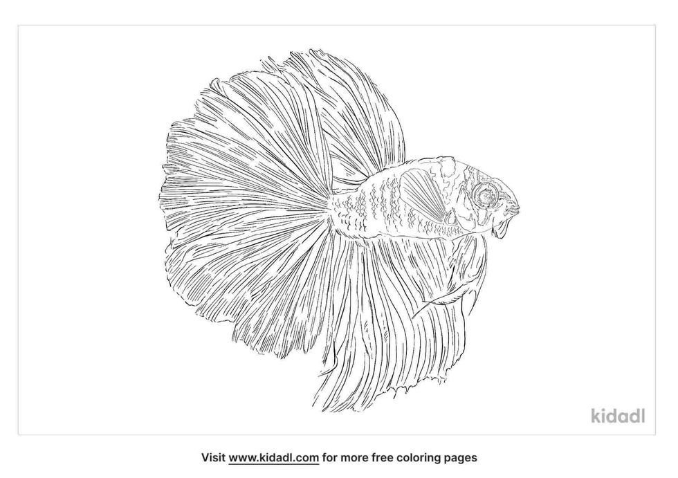 coloring page that have cellophane betta