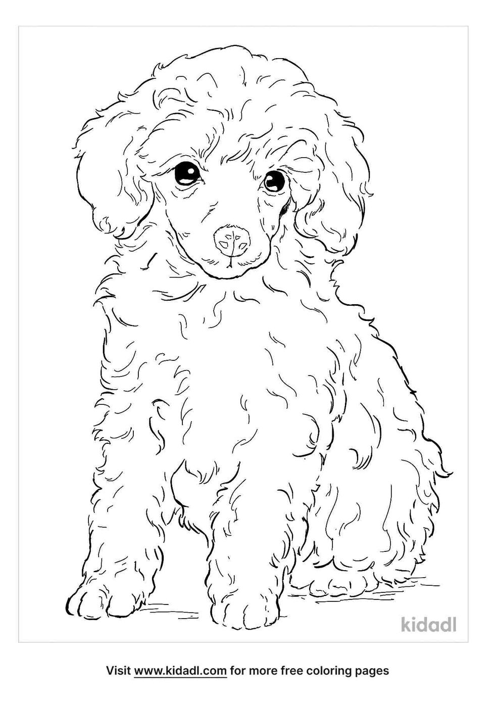coloring page that have toy poodle