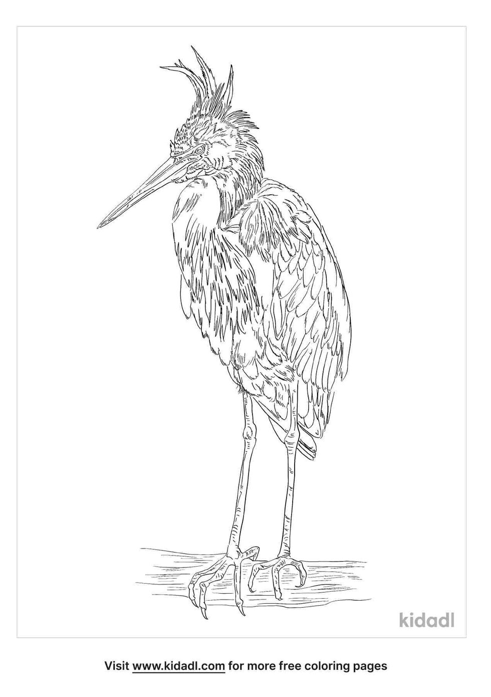 coloring page that have tricolored heron