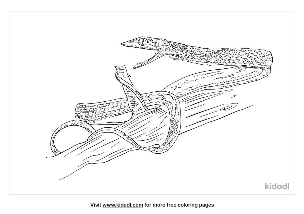 coloring page that have vine snake