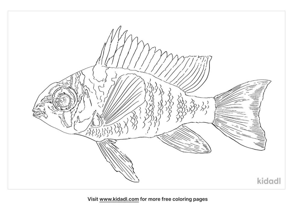 coloring pages of bolivian ram