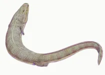 Colosteus facts provide information on the Pennsylvanian Tetrapod.