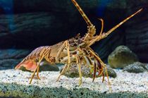 How Many Legs Does A Lobster Have? Interesting Marine Facts 