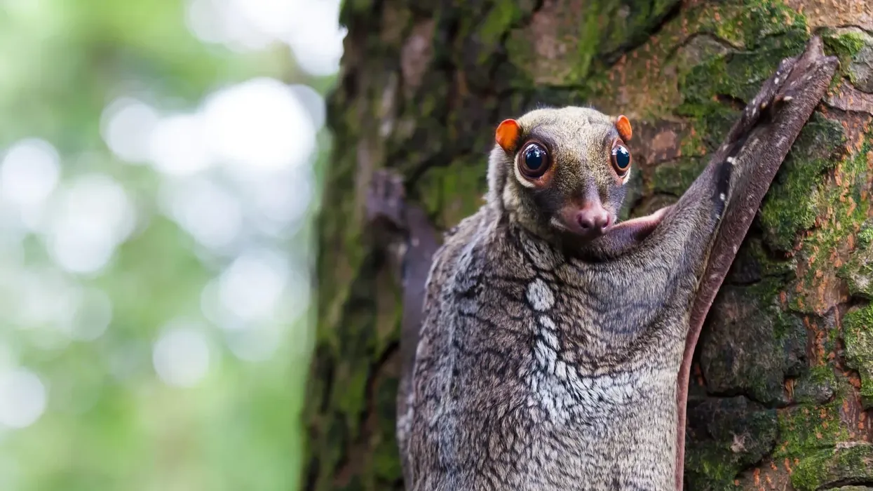 Colugo facts, such as they cannot fly but they glide instead, are interesting.