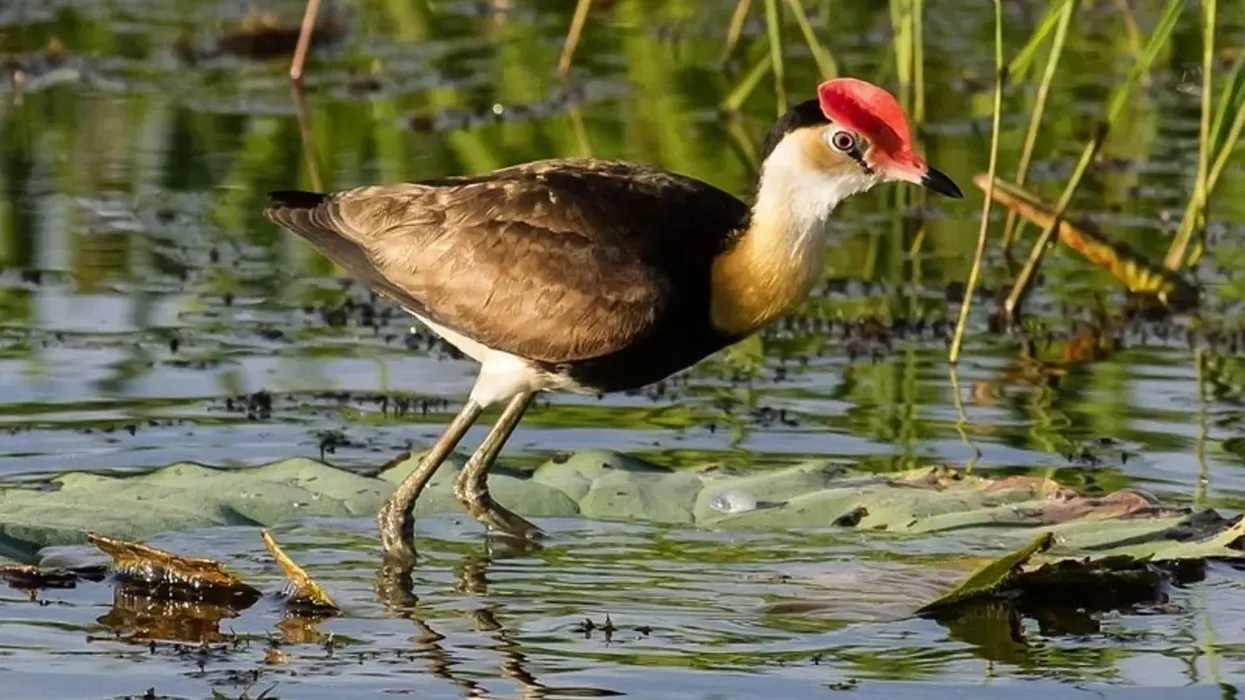 Comb-crested jacana facts reveal the birding behavior of these birds.