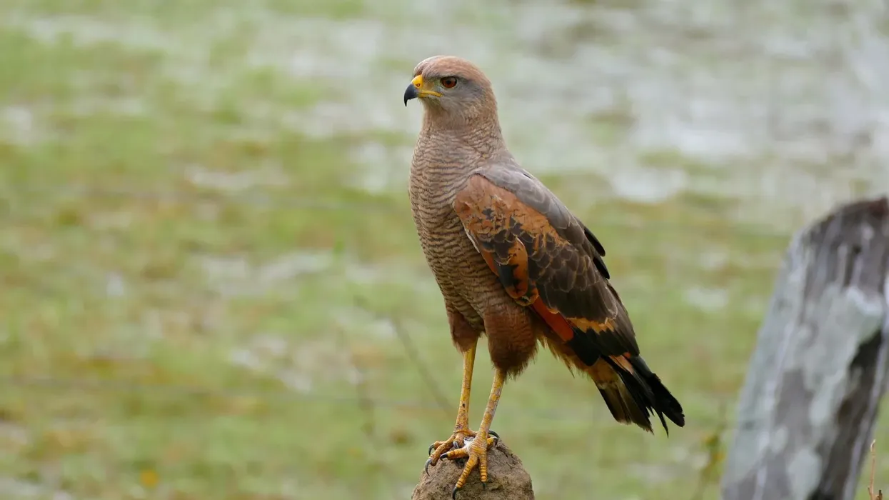 Come 'fly' into the world of exciting facts on the savanna hawk!