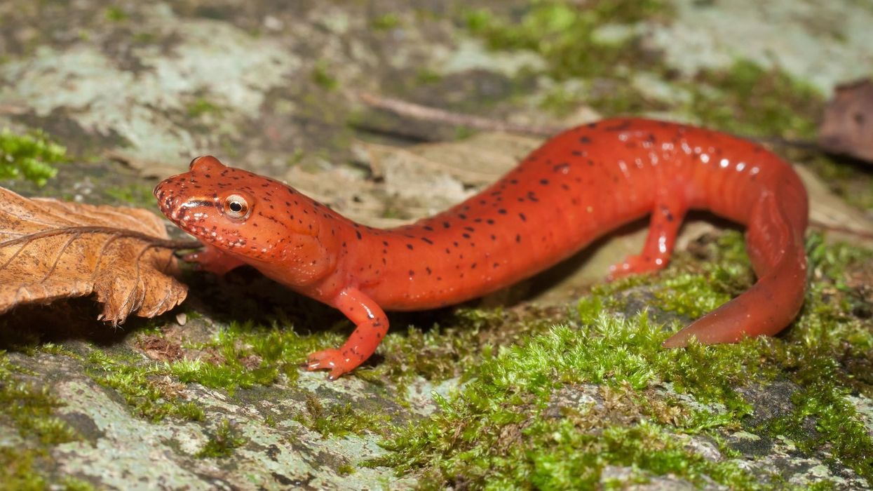 Come join us and learn about amazing spring salamander facts!