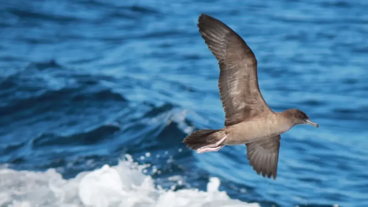 Come join us for some amaze-wing shearwater Facts!
