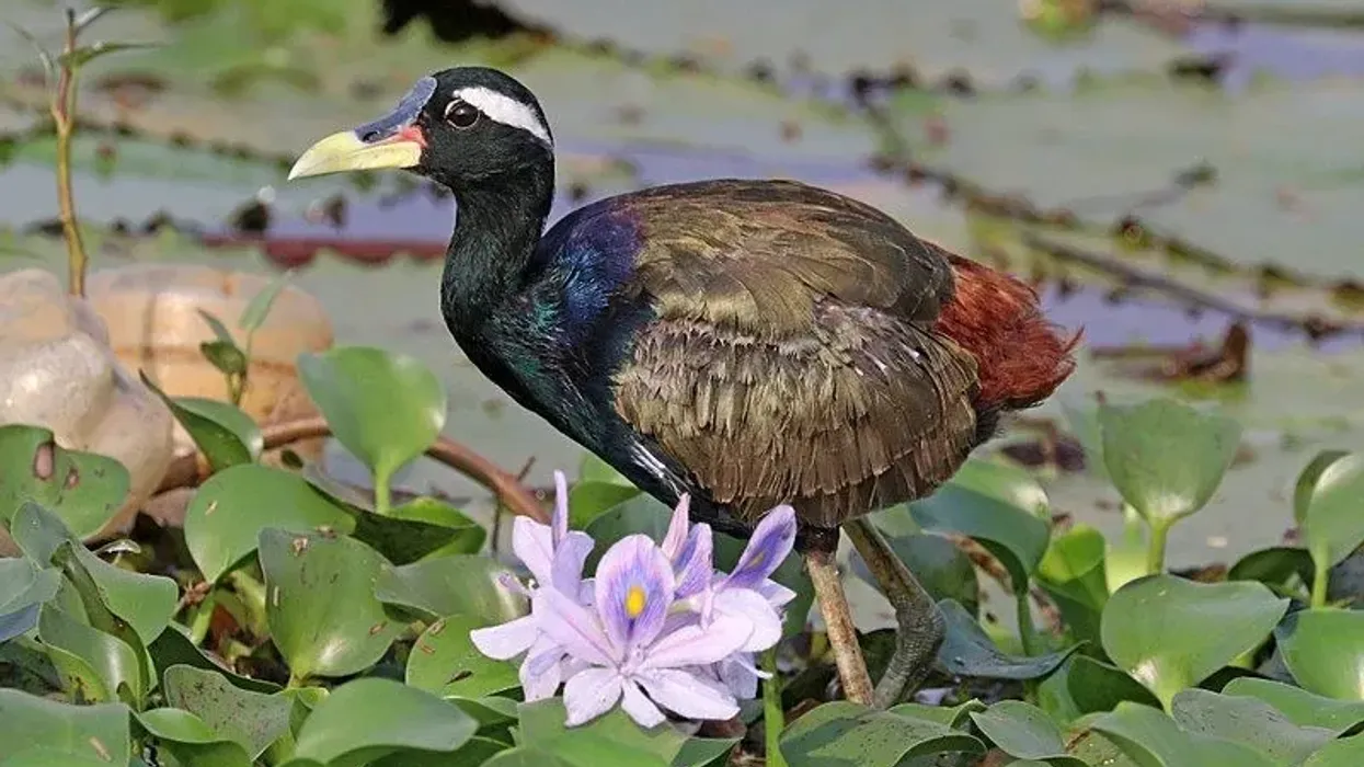 Come join us for these fascinating facts on the bronze-winged jacana.