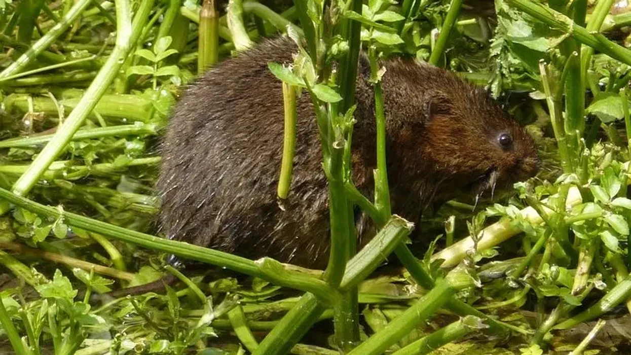 Come join us to learn some amazing European water voles facts!