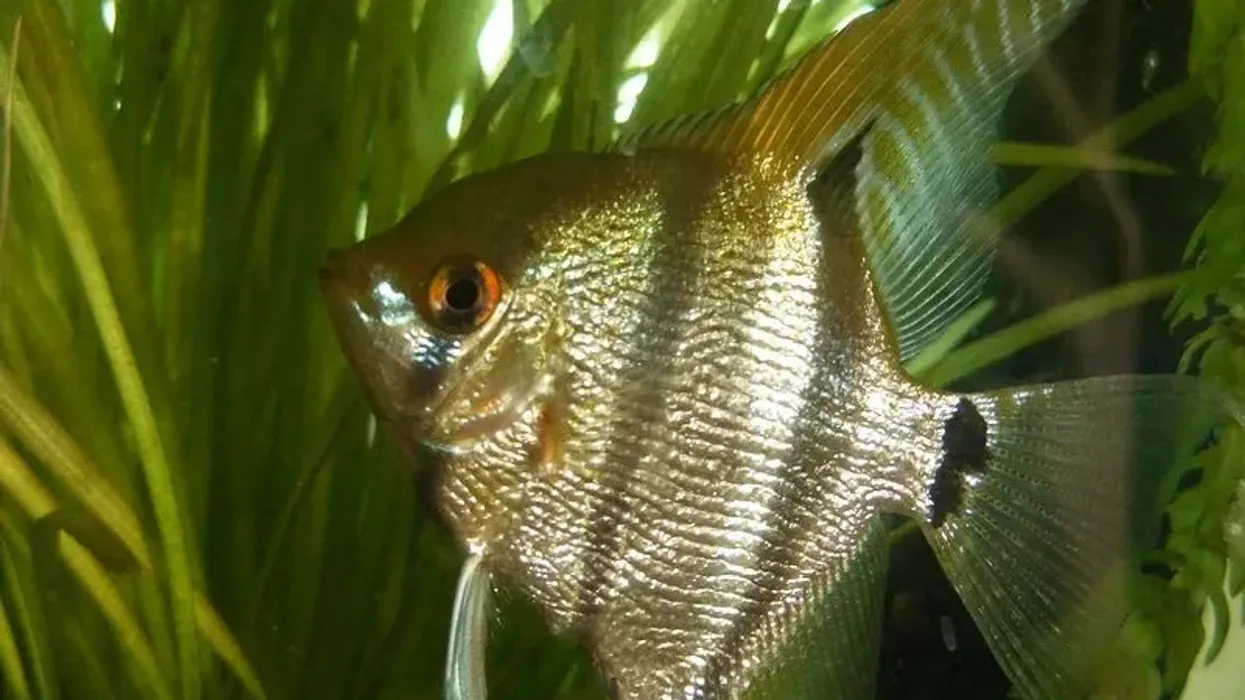 Come read some fantastic freshwater angelfish Facts!