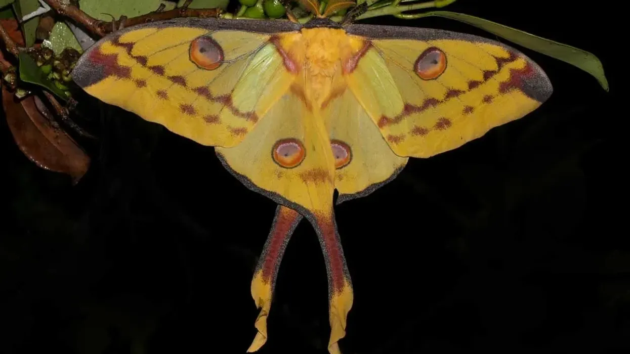 Comet moth facts include facts about their interesting adult lifespan.