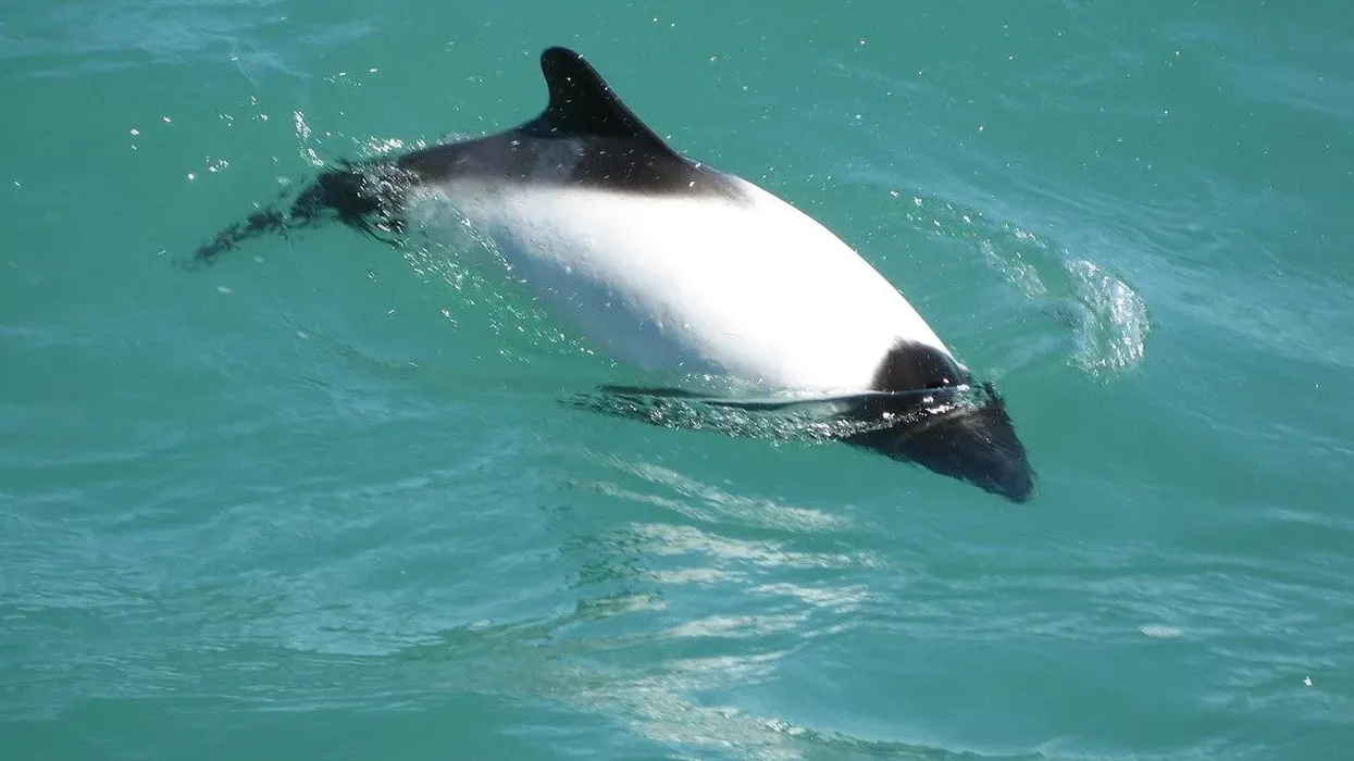 Commerson's dolphin facts like they are a predatory species are interesting.