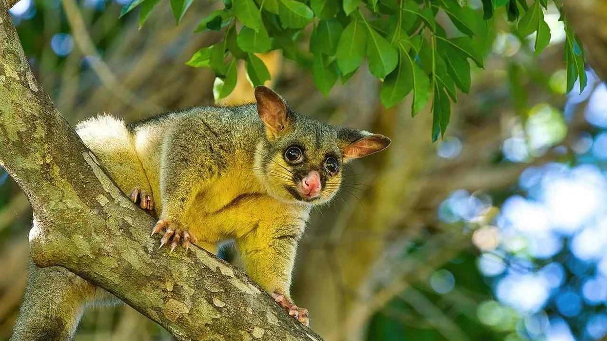 Common Brushtail Possum facts about the arboreal marsupials native to Australia and New Zealand.