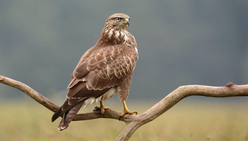 Common buzzard on a tree branch.