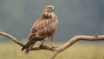 Buzzard Vs Vulture: Differences Between Scavengers Explained For Kids ...