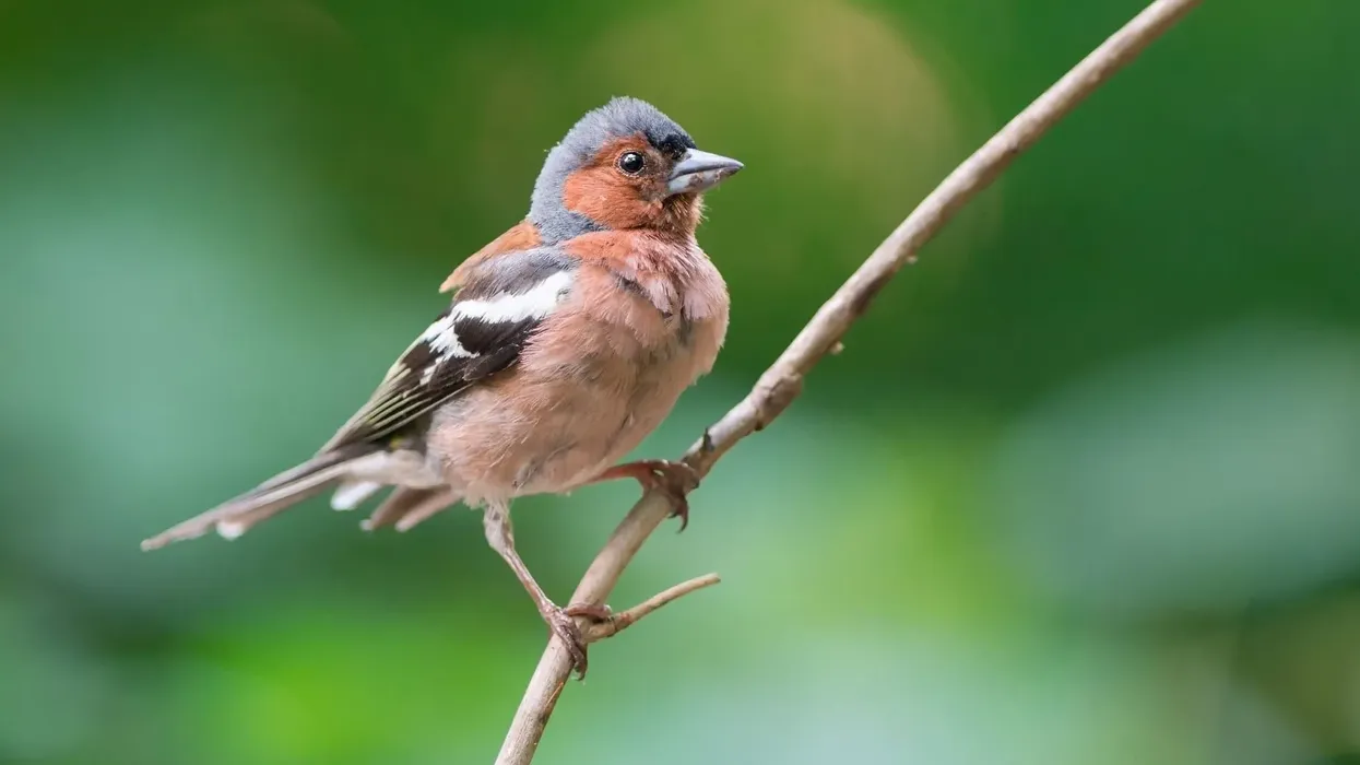 Common chaffinch facts are about unique birds.