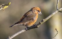 Common Crossbill in the forest.