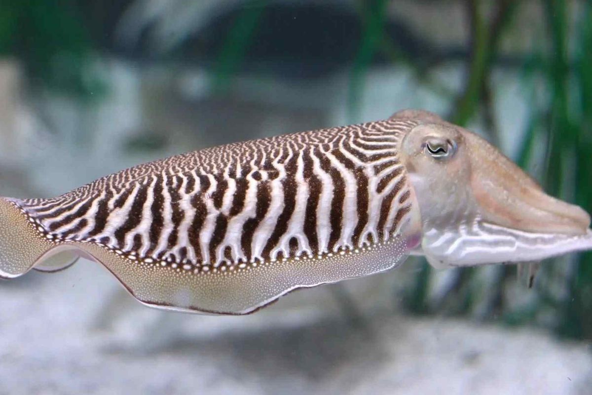 Common cuttlefish facts include that prefer to stay solitary and are found in groups during spring and summer seasons which are also the mating seasons.