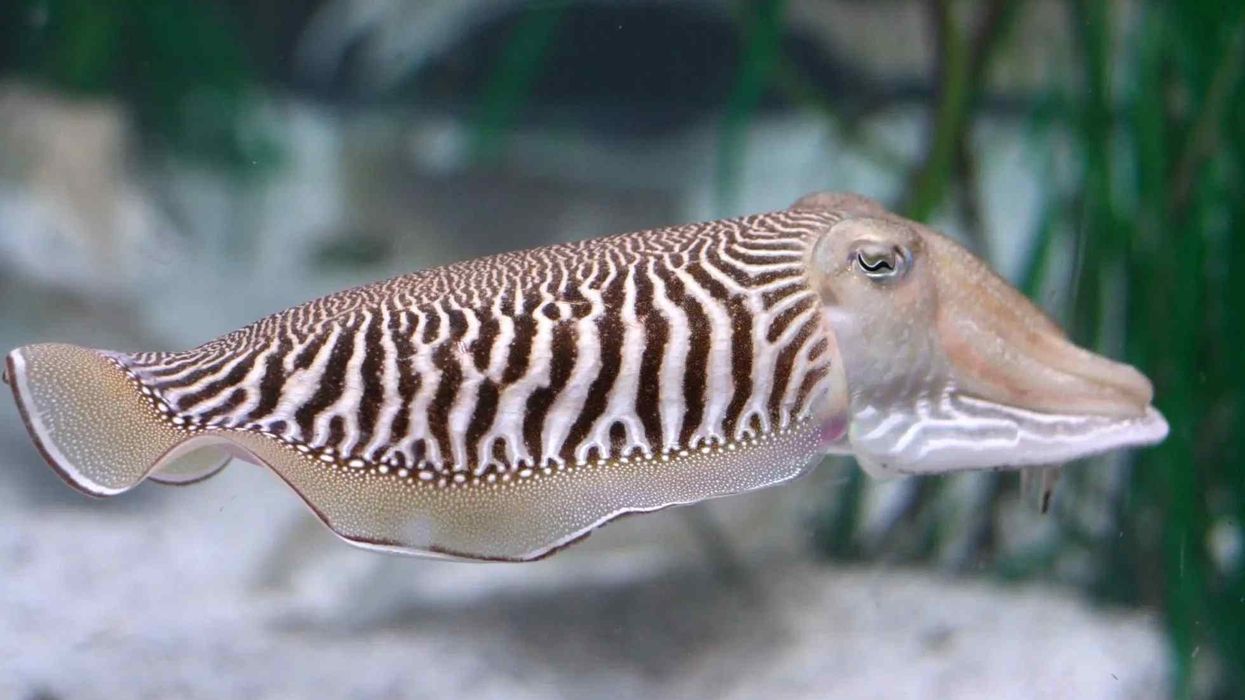 Common cuttlefish facts include that prefer to stay solitary and are found in groups during spring and summer seasons which are also the mating seasons.