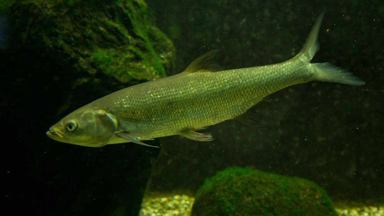 Common dace facts talk about their habitats and their survival in those habitats.