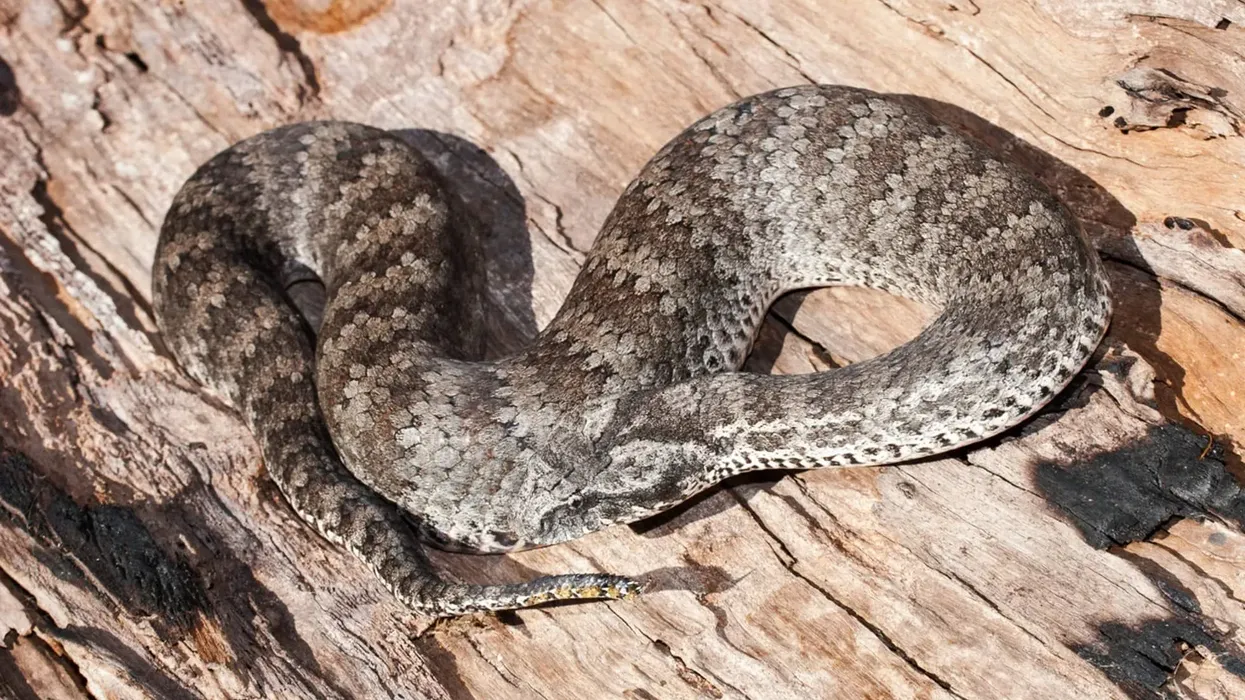 Common death adder facts to unearth the fascinating world of the deadliest snake in Australia.