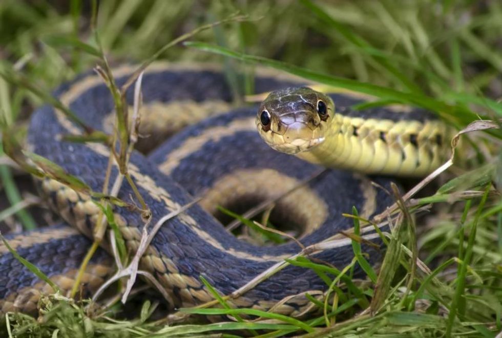 Common eastern Garter snake
