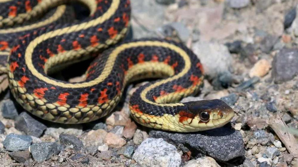 Common garter snake facts are amazing.