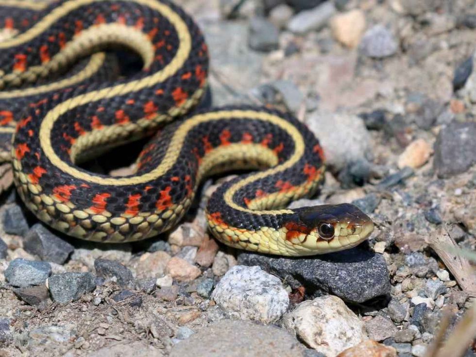 Common Garter Snake - Thamnophis sirtalis