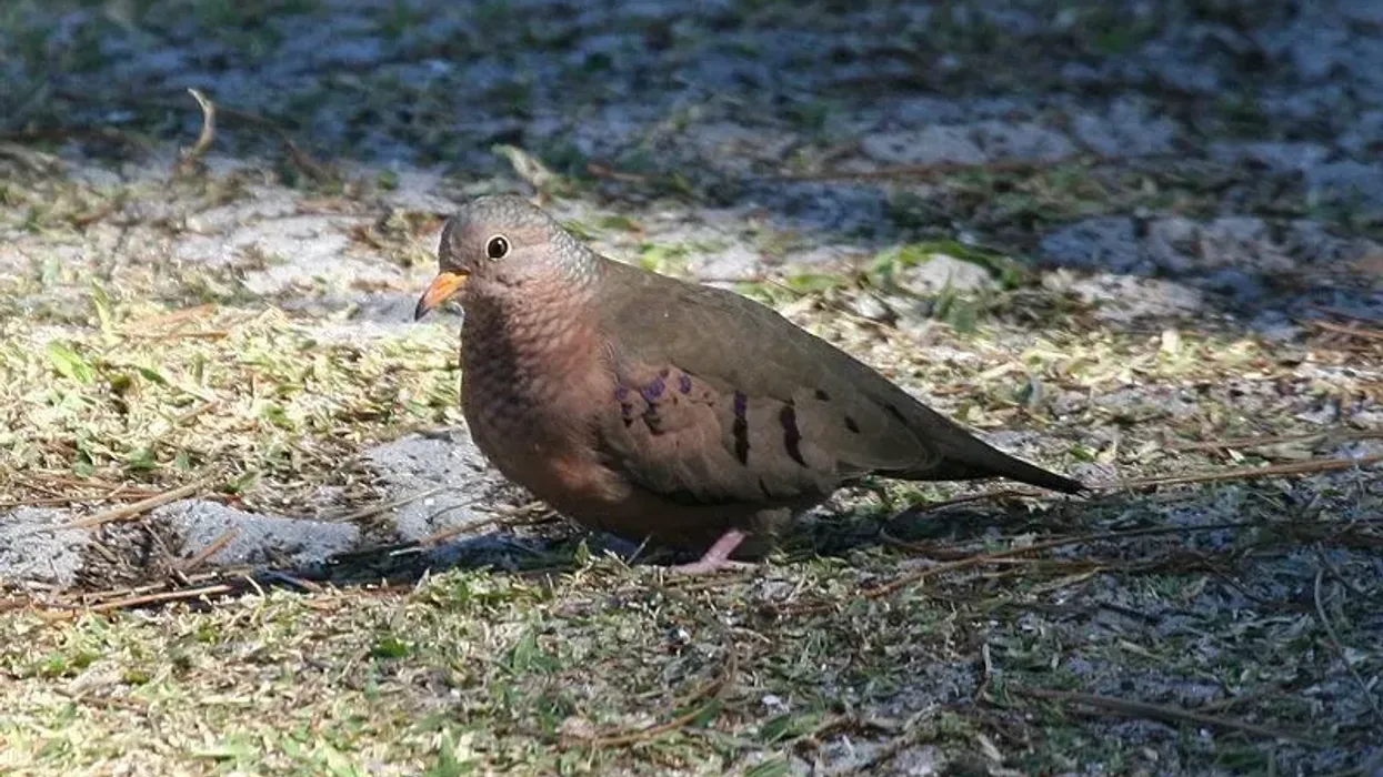 Common ground dove facts help us to learn about this interesting bird.