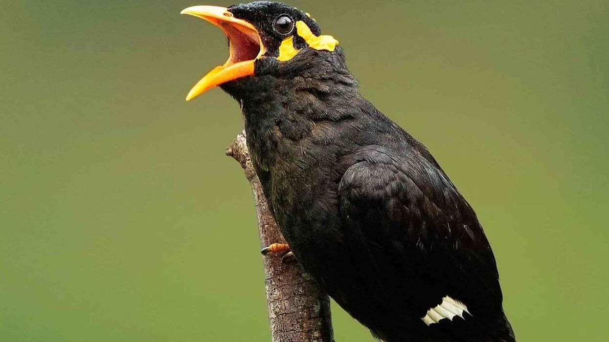 Common hill myna facts about the bird species native to south-eastern Asia.