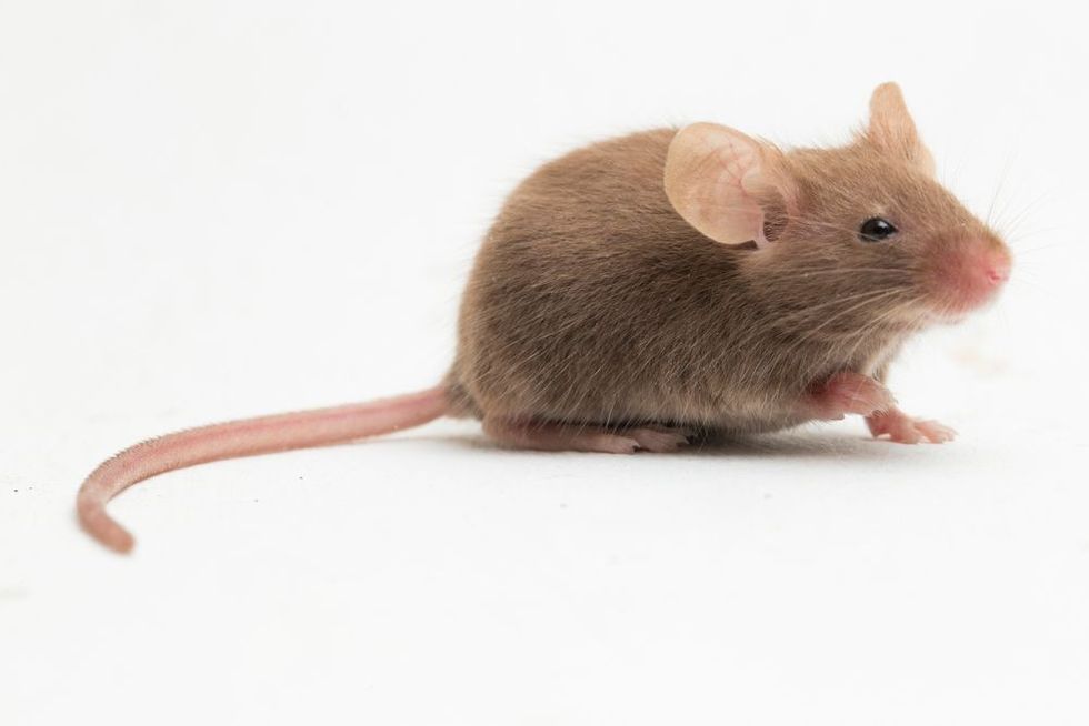 common house mouse isolated on white background