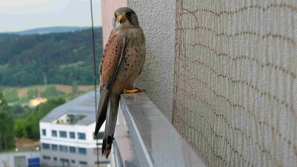 Common kestrel facts show this bird of prey species to be fascinating