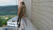 Common kestrel facts show this bird of prey species to be fascinating