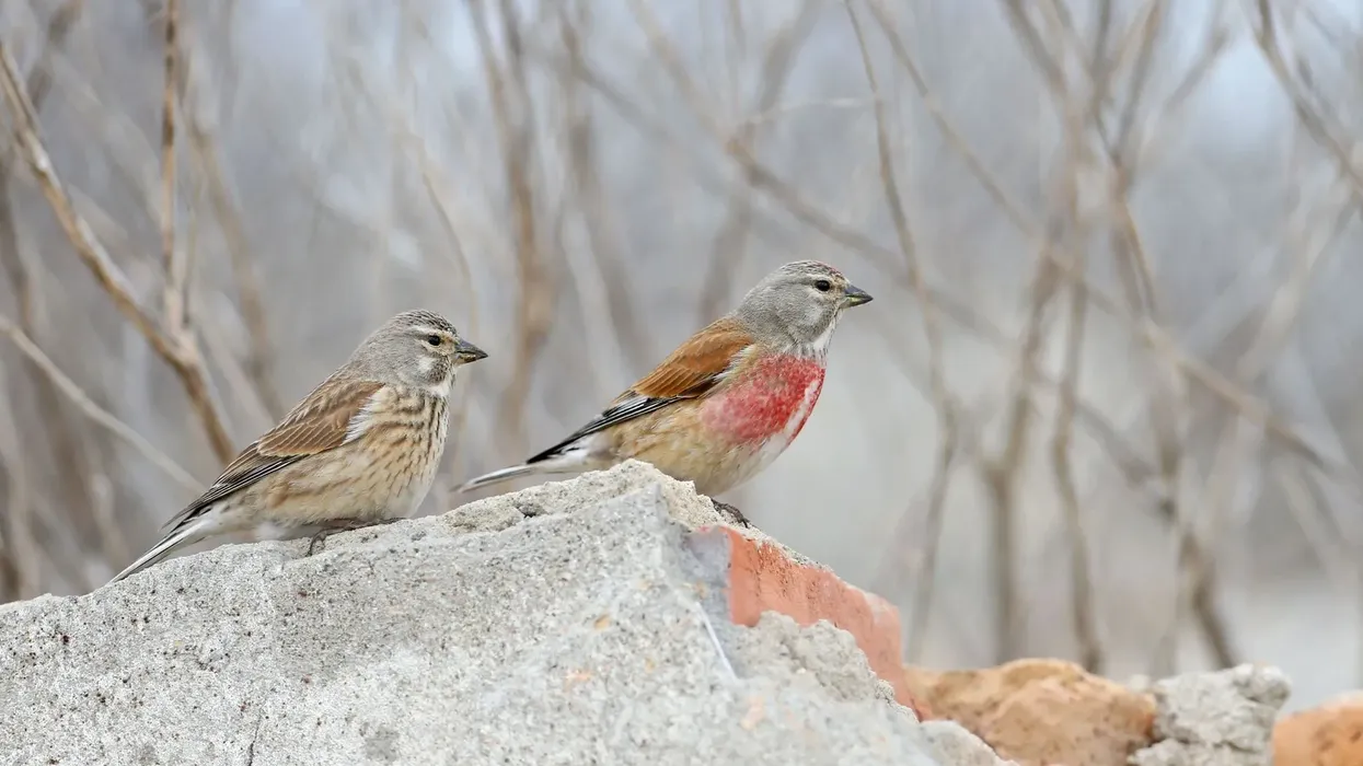 Common linnet facts are fascinating!