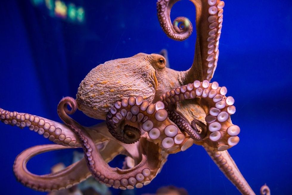 Common octopus in large sea water aquarium.